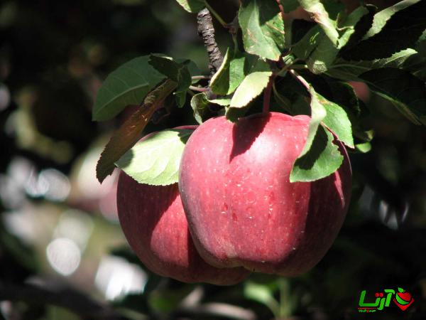 عرضه بی واسطه سیب درختی با کمترین قیمت در مراغه