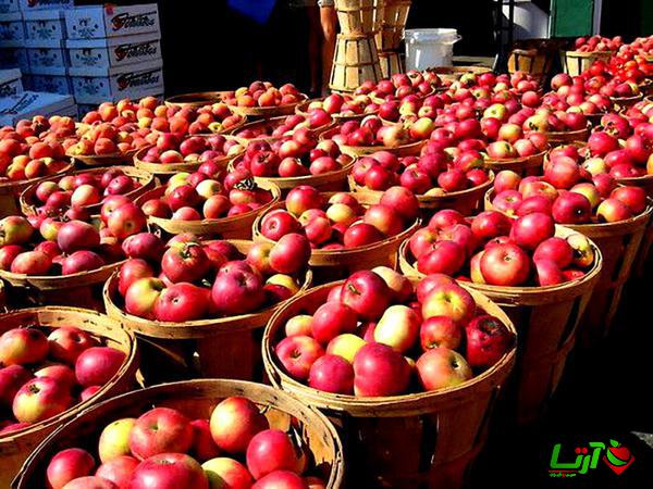 نوسان نرخ ارز یکی از عوامل تاثیرگذار بر قیمت سیب