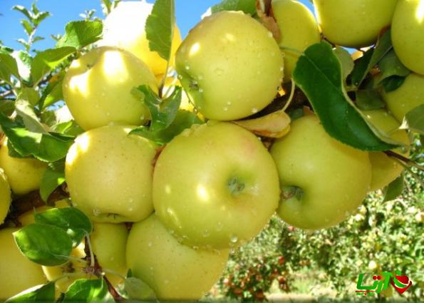 فروش فوق العاده سیب درختی زرد با قیمتی استثنایی