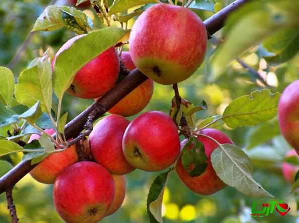 فروش ویژه سیب درختی با بهترین کیفیت در قزوین