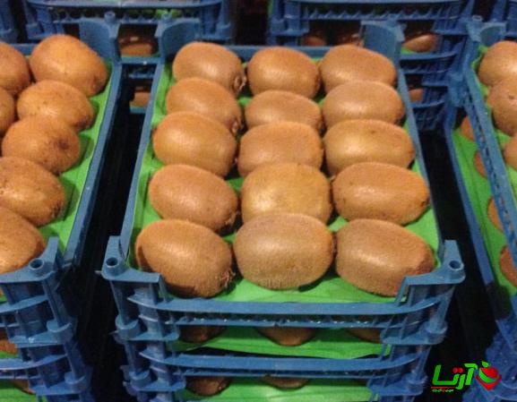 چگونه میتوانیم در صادرات کیوی پیشتاز باشیم؟