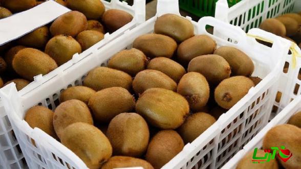 عرضه مستقیم کیوی صادراتی با مناسب ترین قیمت