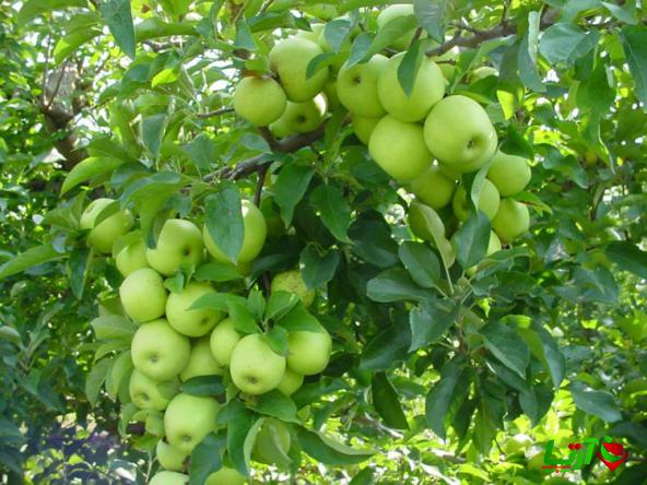 با محبوب ترین نوع سیب در ایران آشنا شوید