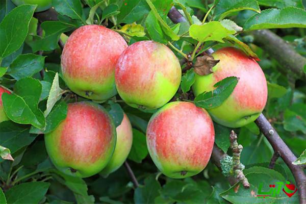 قیمت فروش سیب درختی صادراتی