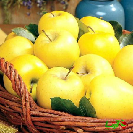 بیشترین صادرات سیب در یکسال گذشته