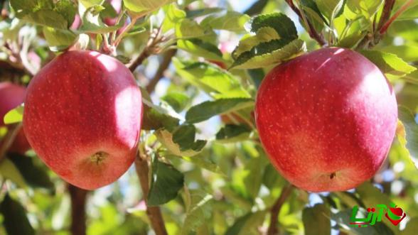 خرید کلی سیب درختی صادراتی