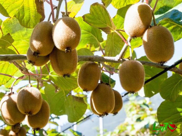 توزیع بی واسطه کیوی صادراتی با بهترین کیفیت