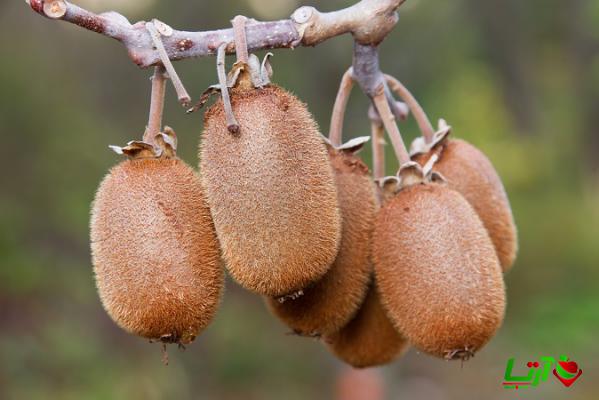 بارزترین مشخصات کیوی مرغوب و ارگانیک