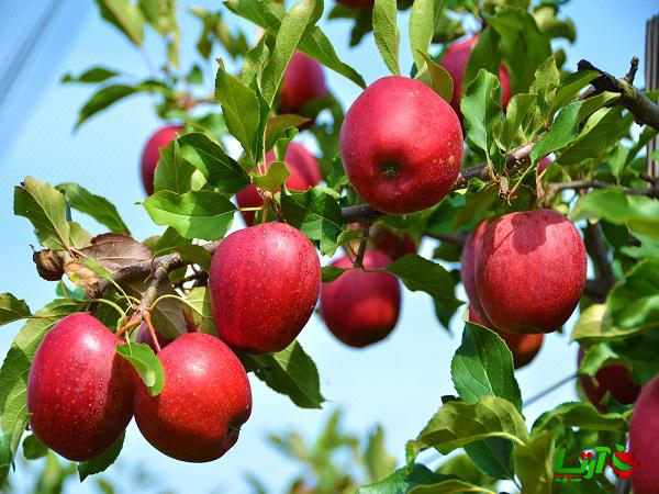 بررسی قیمت سیب قرمز استخوانی