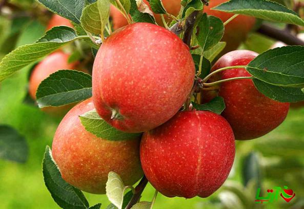 بزرگترین مرکز تولید سیب گلاب در شهریار