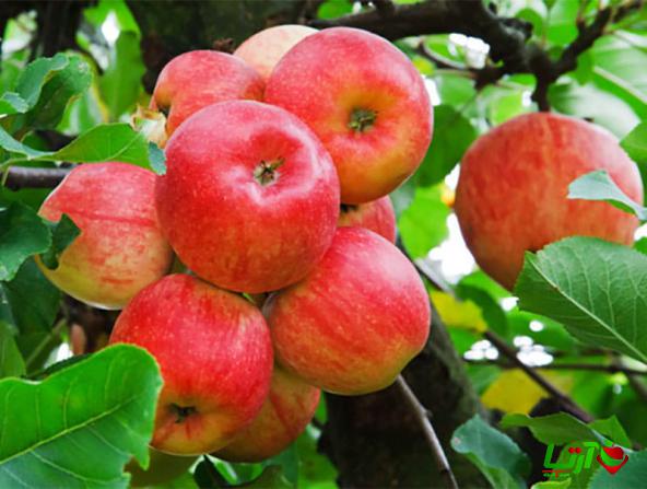 مهمترین اطلاعات درباره خرید سیب گلاب