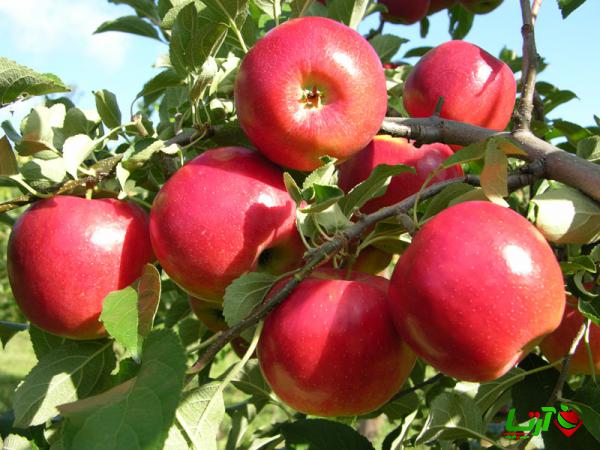 راهنمای انتخاب بهترین سیب گلاب