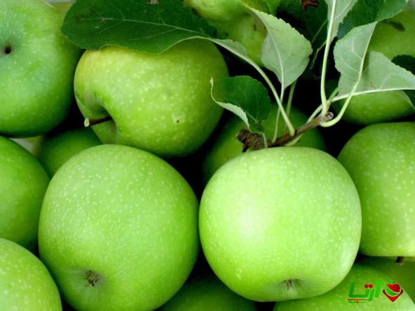 فروش بی واسطه سیب درختی سبز