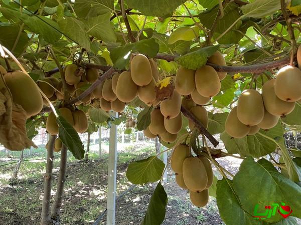 کیوی موثر برای کاهش استرس