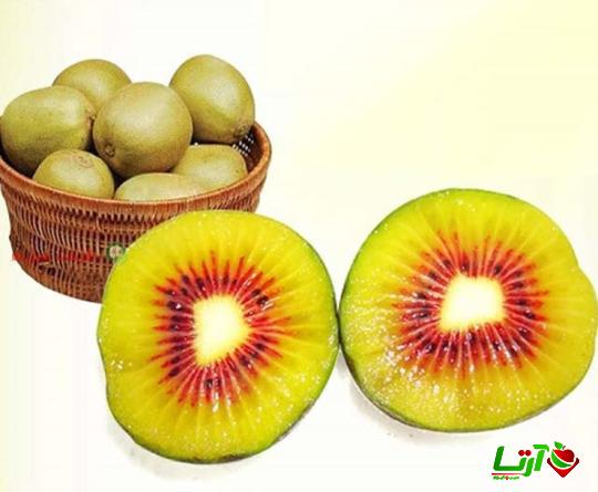 عرضه کیوی توسرخ خونی