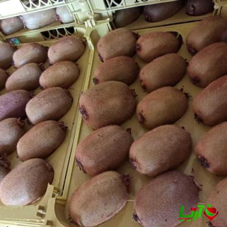 سفارش کلی کیوی درجه یک هایوارد
