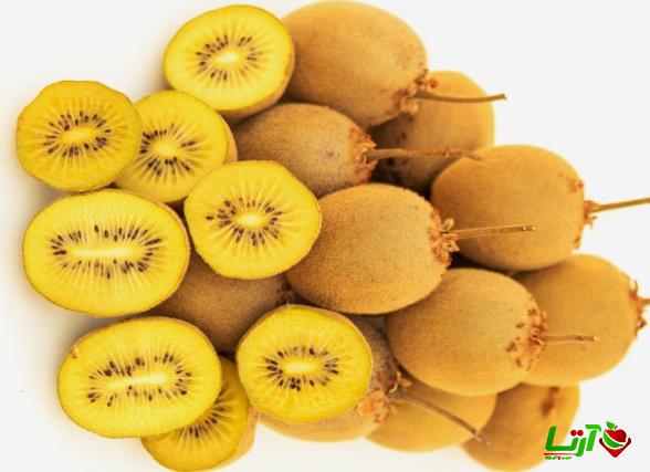صادرکننده کیوی طلایی تالش